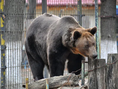 Vezi locația Grădina Zoologică Brăila — imaginea 4