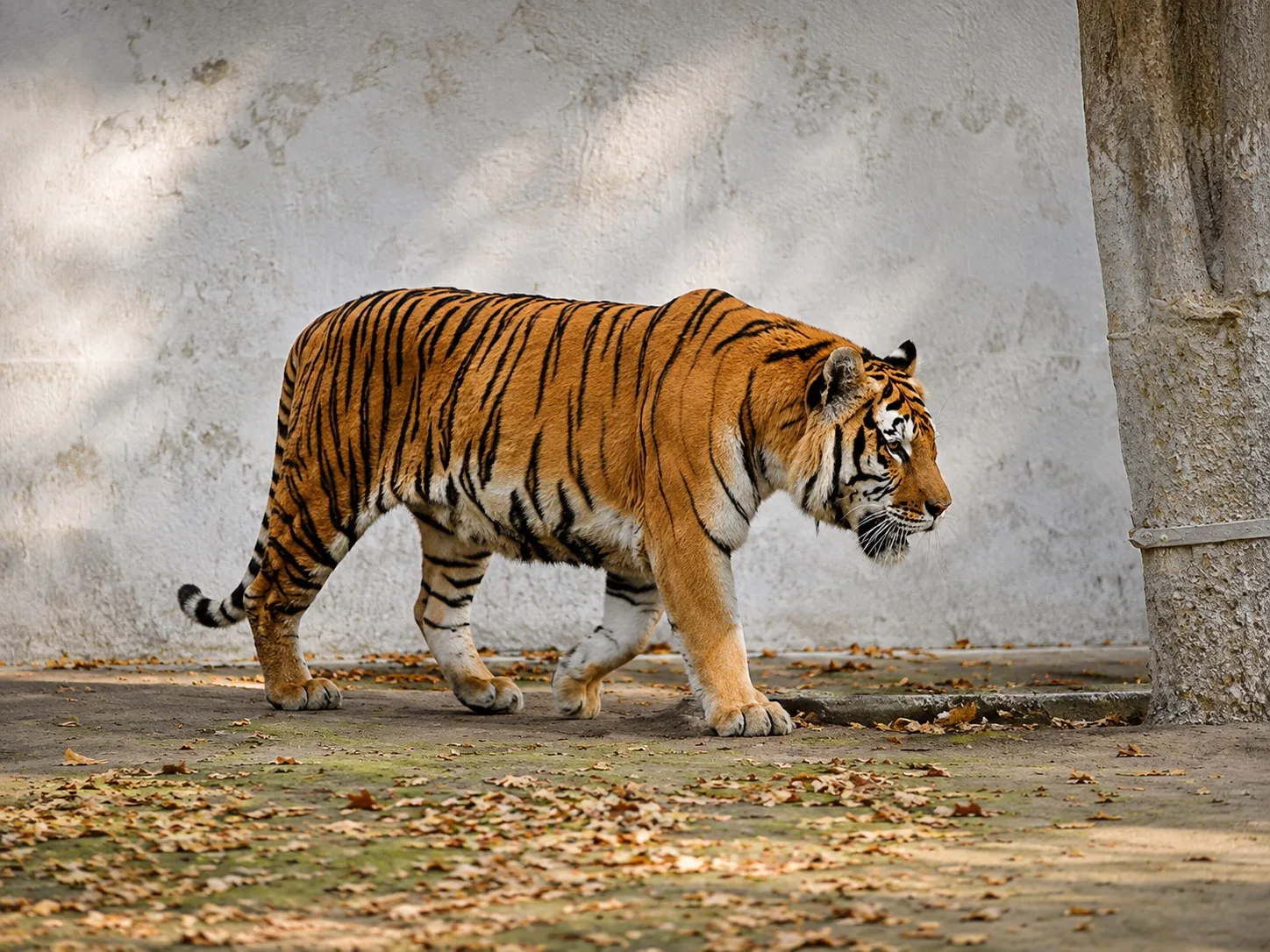 Vezi locația Grădina Zoologică Brăila