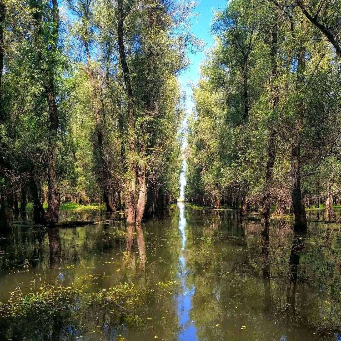 Vezi locația Parcul Natural Balta Mică a Brăilei