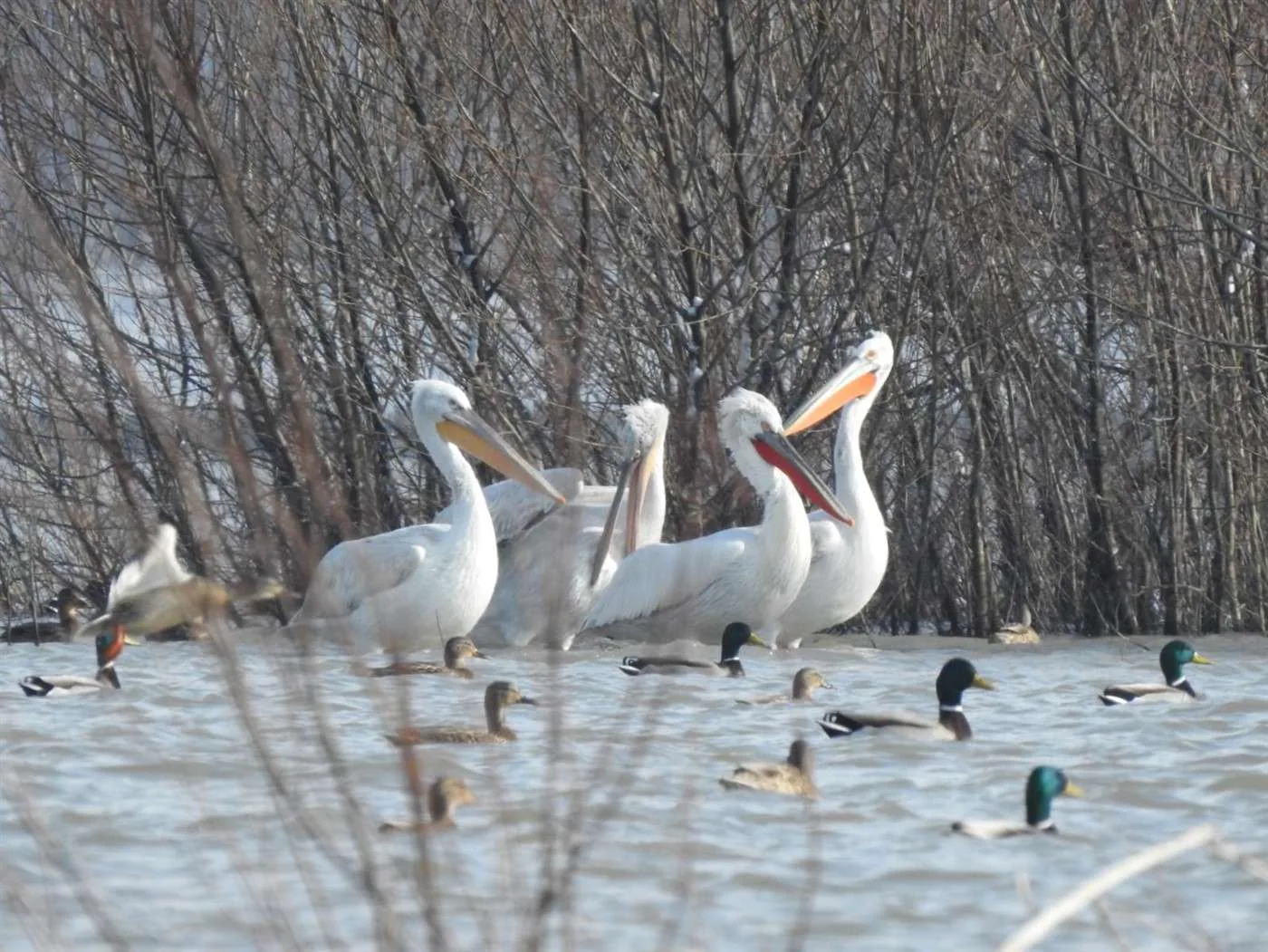 Vezi locația Parcul Natural Balta Mică a Brăilei — imaginea 2