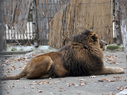 Vezi locația Grădina Zoologică Brăila — imaginea 2