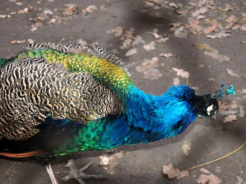 Vezi locația Grădina Zoologică Brăila — imaginea 3